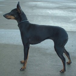 TOY TERRIER NEGRU CU PETE DE FOC